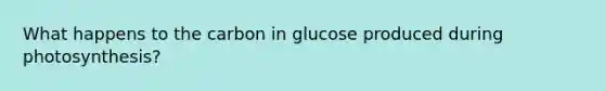 What happens to the carbon in glucose produced during photosynthesis?