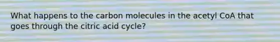 What happens to the carbon molecules in the acetyl CoA that goes through the citric acid cycle?