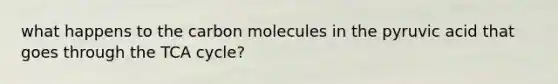 what happens to the carbon molecules in the pyruvic acid that goes through the TCA cycle?