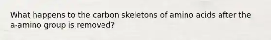 What happens to the carbon skeletons of amino acids after the a-amino group is removed?