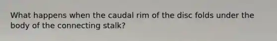 What happens when the caudal rim of the disc folds under the body of the connecting stalk?