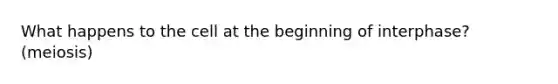 What happens to the cell at the beginning of interphase? (meiosis)