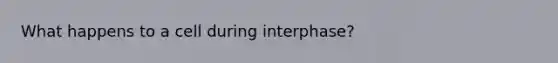 What happens to a cell during interphase?