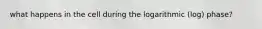 what happens in the cell during the logarithmic (log) phase?