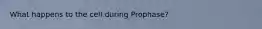 What happens to the cell during Prophase?