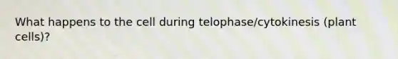 What happens to the cell during telophase/cytokinesis (plant cells)?