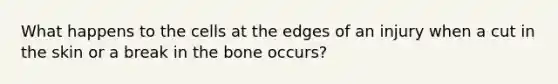 What happens to the cells at the edges of an injury when a cut in the skin or a break in the bone occurs?