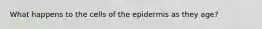 What happens to the cells of the epidermis as they age?