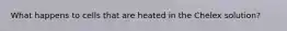 What happens to cells that are heated in the Chelex solution?