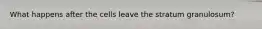 What happens after the cells leave the stratum granulosum?