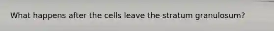 What happens after the cells leave the stratum granulosum?