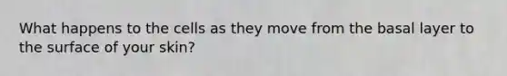What happens to the cells as they move from the basal layer to the surface of your skin?