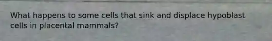 What happens to some cells that sink and displace hypoblast cells in placental mammals?