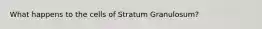 What happens to the cells of Stratum Granulosum?