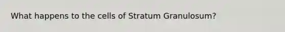 What happens to the cells of Stratum Granulosum?