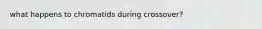 what happens to chromatids during crossover?