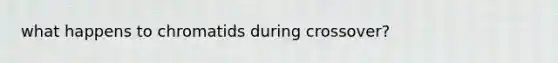 what happens to chromatids during crossover?