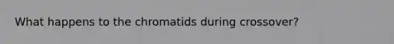 What happens to the chromatids during crossover?