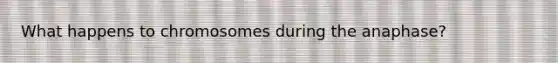 What happens to chromosomes during the anaphase?