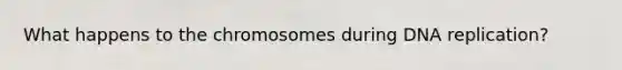 What happens to the chromosomes during DNA replication?