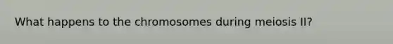 What happens to the chromosomes during meiosis II?