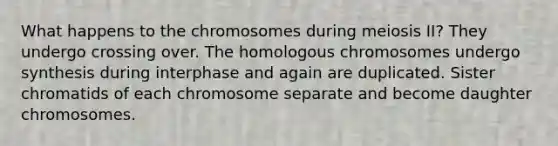 What happens to the chromosomes during meiosis II? They undergo crossing over. The homologous chromosomes undergo synthesis during interphase and again are duplicated. Sister chromatids of each chromosome separate and become daughter chromosomes.