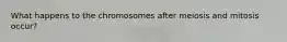 What happens to the chromosomes after meiosis and mitosis occur?