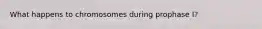 What happens to chromosomes during prophase I?