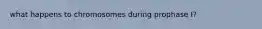 what happens to chromosomes during prophase I?