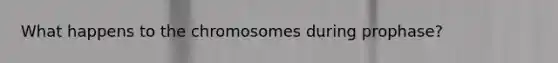 What happens to the chromosomes during prophase?