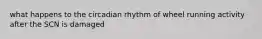 what happens to the circadian rhythm of wheel running activity after the SCN is damaged