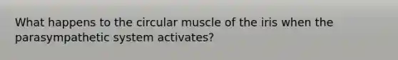 What happens to the circular muscle of the iris when the parasympathetic system activates?