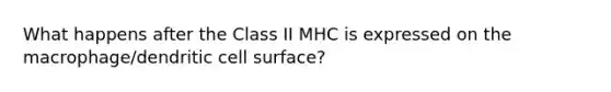 What happens after the Class II MHC is expressed on the macrophage/dendritic cell surface?