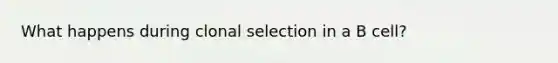 What happens during clonal selection in a B cell?