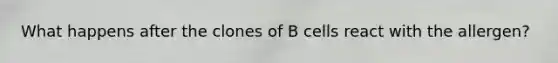 What happens after the clones of B cells react with the allergen?