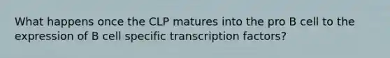 What happens once the CLP matures into the pro B cell to the expression of B cell specific transcription factors?