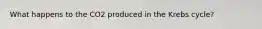 What happens to the CO2 produced in the Krebs cycle?