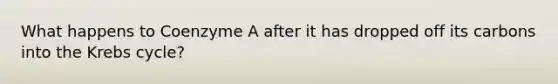 What happens to Coenzyme A after it has dropped off its carbons into the <a href='https://www.questionai.com/knowledge/kqfW58SNl2-krebs-cycle' class='anchor-knowledge'>krebs cycle</a>?