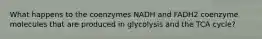 What happens to the coenzymes NADH and FADH2 coenzyme molecules that are produced in glycolysis and the TCA cycle?