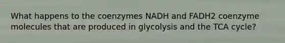 What happens to the coenzymes NADH and FADH2 coenzyme molecules that are produced in glycolysis and the TCA cycle?