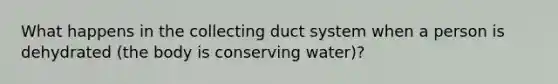 What happens in the collecting duct system when a person is dehydrated (the body is conserving water)?