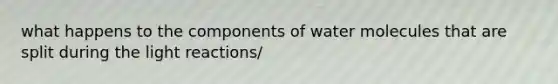 what happens to the components of water molecules that are split during the light reactions/