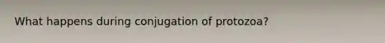 What happens during conjugation of protozoa?