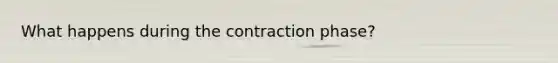 What happens during the contraction phase?