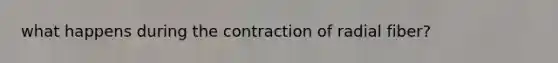 what happens during the contraction of radial fiber?