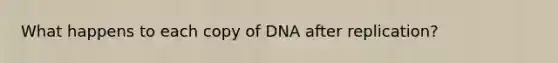 What happens to each copy of DNA after replication?