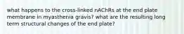 what happens to the cross-linked nAChRs at the end plate membrane in myasthenia gravis? what are the resulting long term structural changes of the end plate?