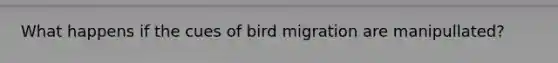 What happens if the cues of bird migration are manipullated?