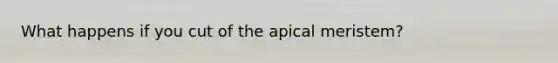 What happens if you cut of the apical meristem?