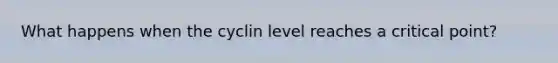 What happens when the cyclin level reaches a critical point?